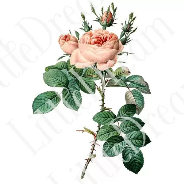 ピエール=ジョゼフ・ルドゥーテ Les Roses バラ図譜 16枚【png